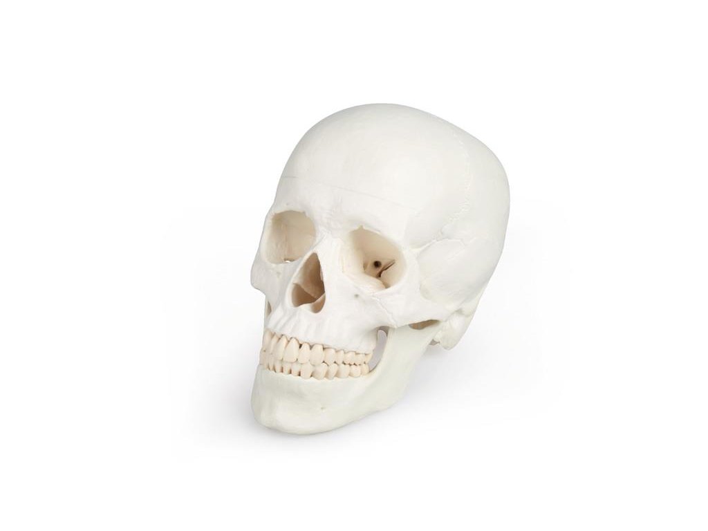 49167 3 dielny model lebky 4500 ez augmented anatomy i erler zimmer