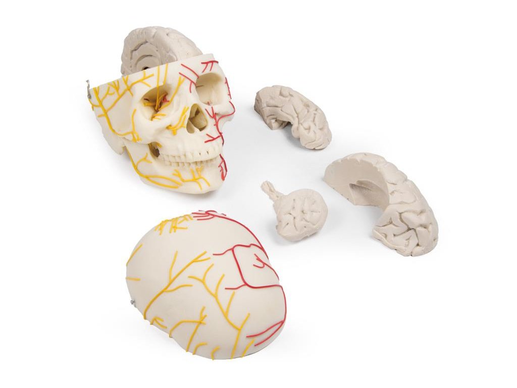 49176 neurovaskularna lebka s mozgom 4610 i erler zimmer