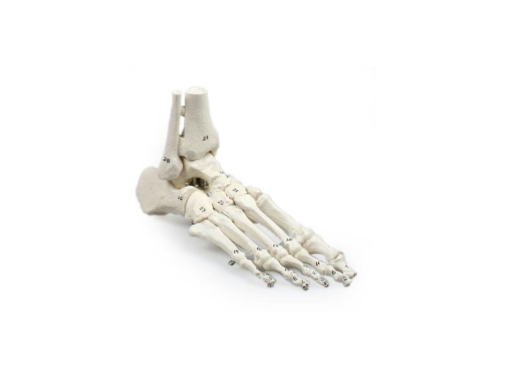 49212 podo kostra nohy s vlozenou tibio fibulou flexibilna a cislovana 6057 i erler zimmer
