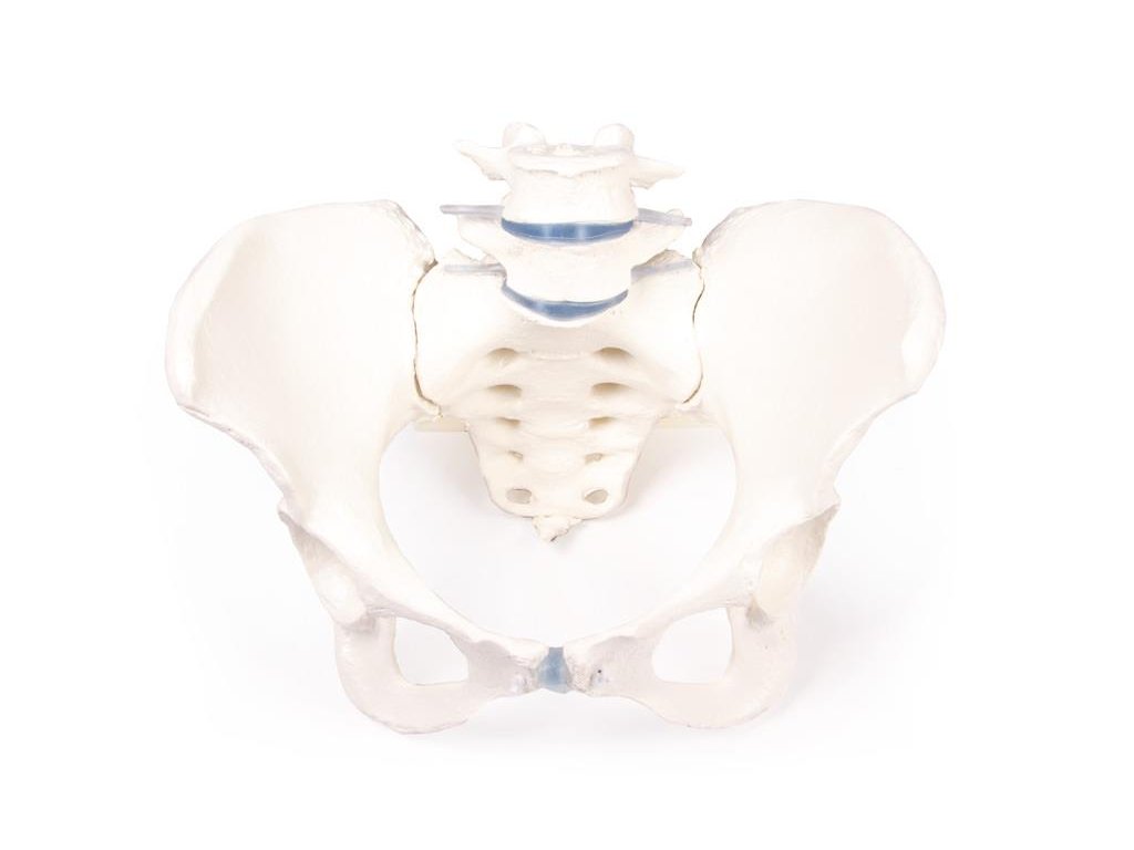 49401 anatomicky model zenskej panvy so sakromom a dvoma bedrovymi stavcami 4058 i erler zimmer