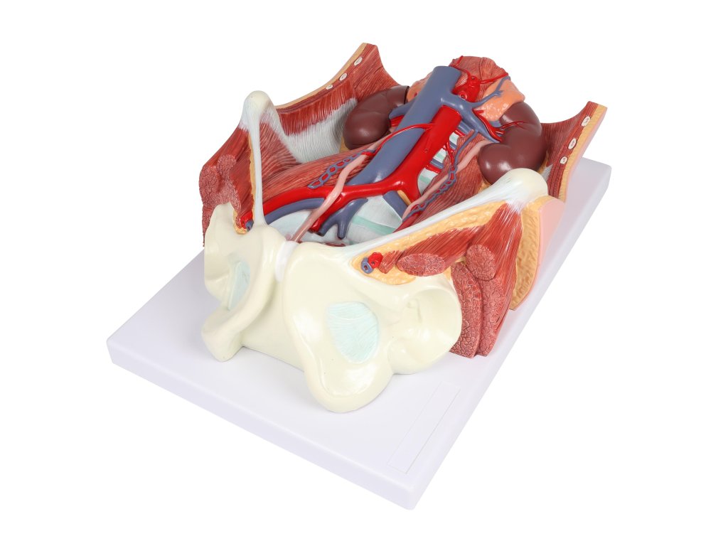 Zweigeschlechtliches Harnsystem Modell 1