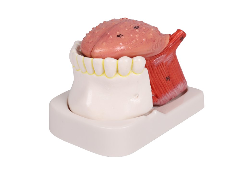 Zungen und Zahnmodell 1