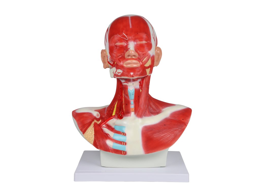 Kopf Hals und Thoraxmuskulatur1 1