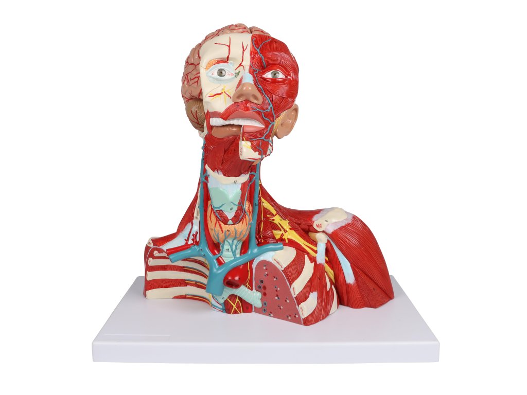 Kopf Hals und Thoraxmuskulatur 1