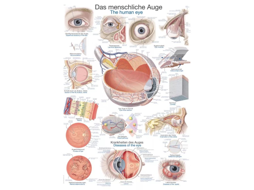 Anatomický plagát „Ľudské oko“ 50×70 cm | Erler Zimmer (Rozmer plagátu 50 cm x 70 cm)