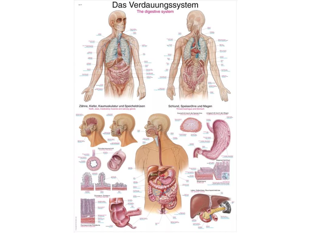 Anatomický plagát „Tráviaci systém“  | Erler Zimmer (Rozmer plagátu 50 cm x 70 cm)