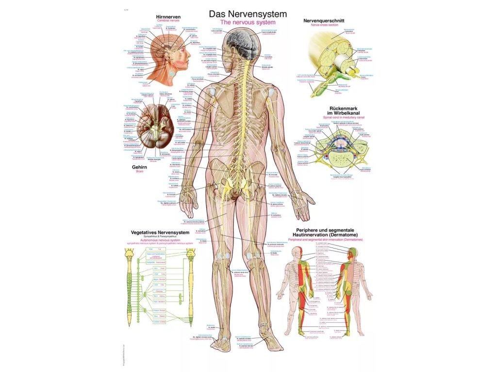 Anatomický plagát „Nervová sústava“ | Erler Zimmer (Rozmer plagátu 50 cm x 70 cm)