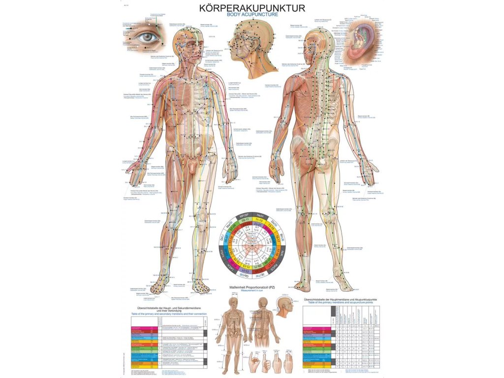 Anatomický plagát „Telesná akupunktúra“ | Erler Zimmer (Rozmer plagátu 50 cm x 70 cm)