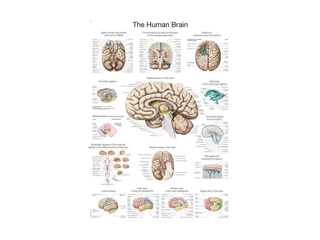 Anatomická tabuľa „Ľudský mozog“ | Erler Zimmer (Rozmer plagátu 50 cm x 70 cm)