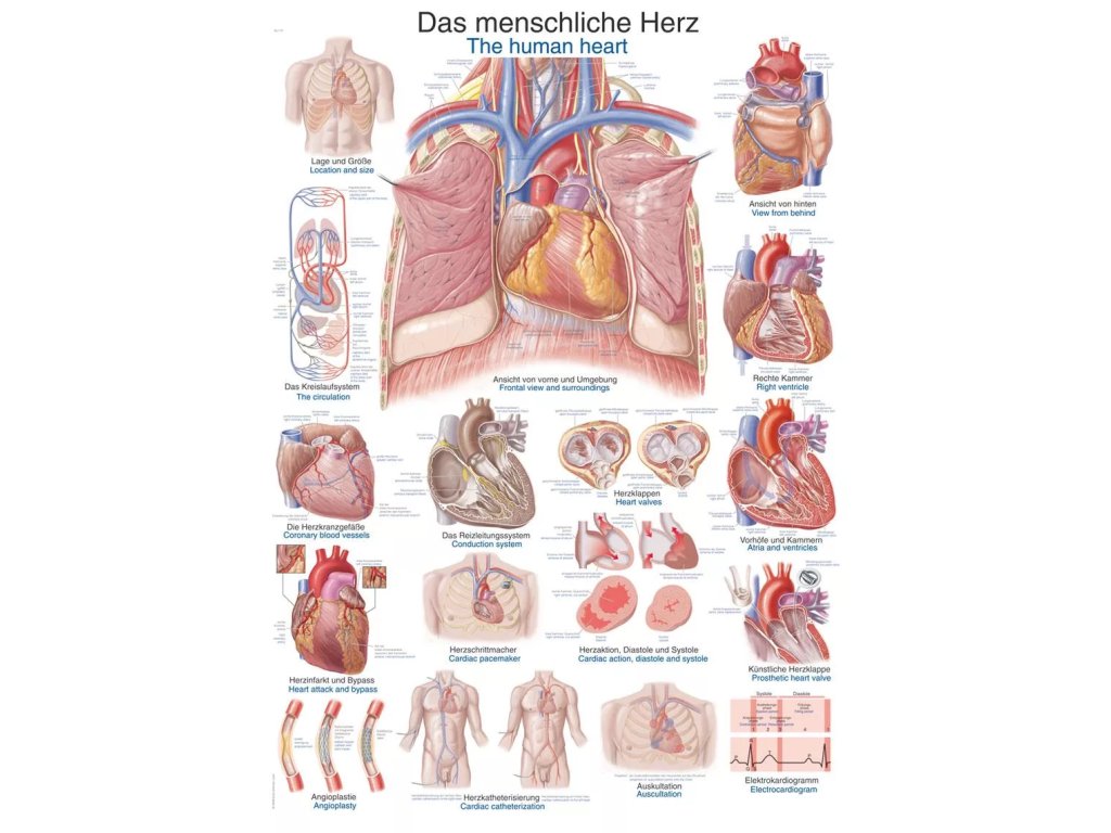 Anatomický plagát „Ľudské srdce“ | Erler Zimmer (Rozmer plagátu 50 cm x 70 cm)