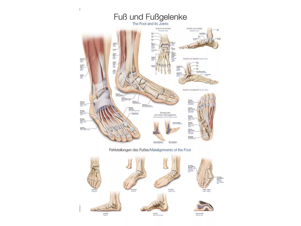Anatomický plagát „Chodidlo a členok“ | Erler Zimmer (Rozmer plagátu 50 cm x 70 cm)