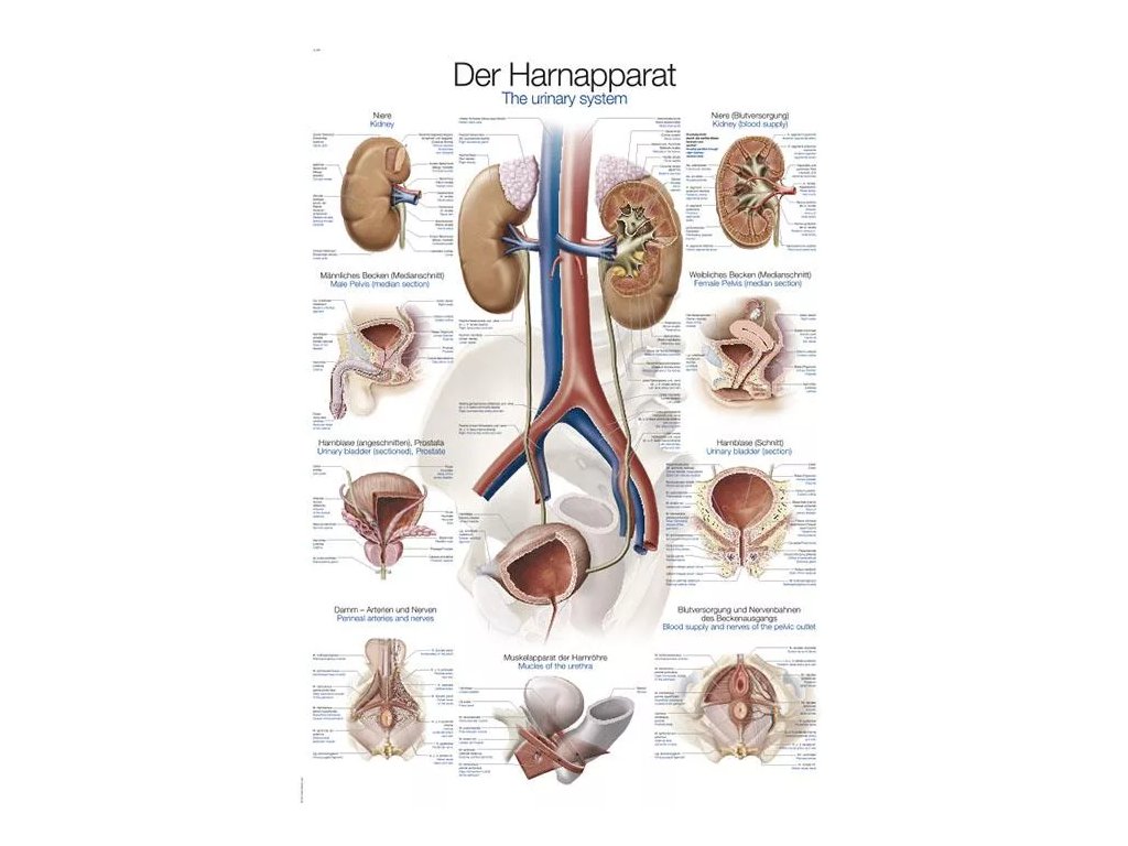 Anatomický plagát „Močový systém“ | Obličky a mechúr | Erler Zimmer (Rozmer plagátu 50 cm x 70 cm)