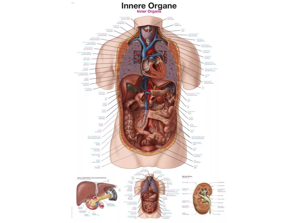 Anatomický plagát „Vnútorné orgány“ | Erler Zimmer | Hrudník a Brucho (Rozmer plagátu 50 cm x 70 cm)