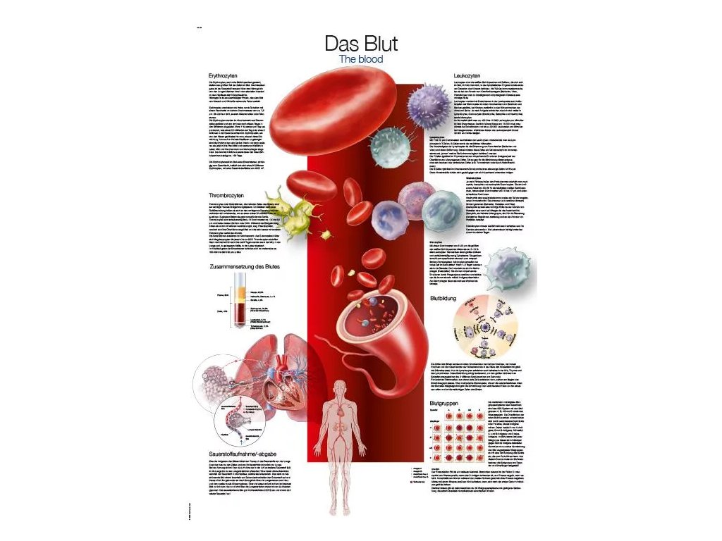 Anatomický plagát „Krv“ | Krvinky a krvné skupiny | Erler Zimmer (Rozmer plagátu 50 cm x 70 cm)