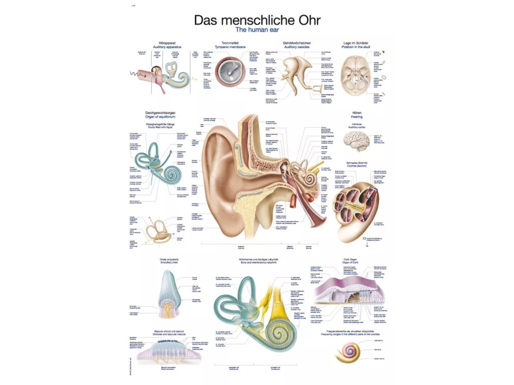 Anatomický plagát „Ľudské ucho“ | Anatómia sluchu | Erler Zimmer (Rozmer plagátu 50 cm x 70 cm)