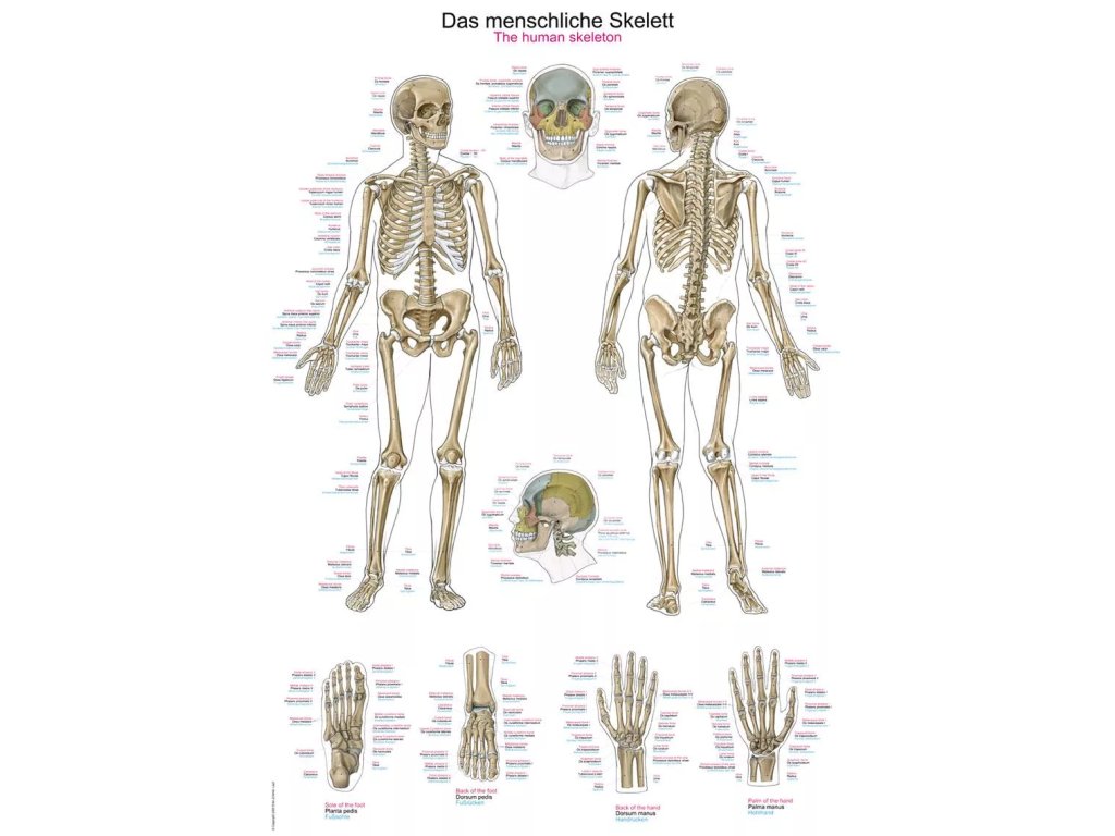 Anatomický plagát „Ľudská kostra“ | Anatómia skeletu | Erler Zimmer (Rozmer plagátu 50 cm x 70 cm)