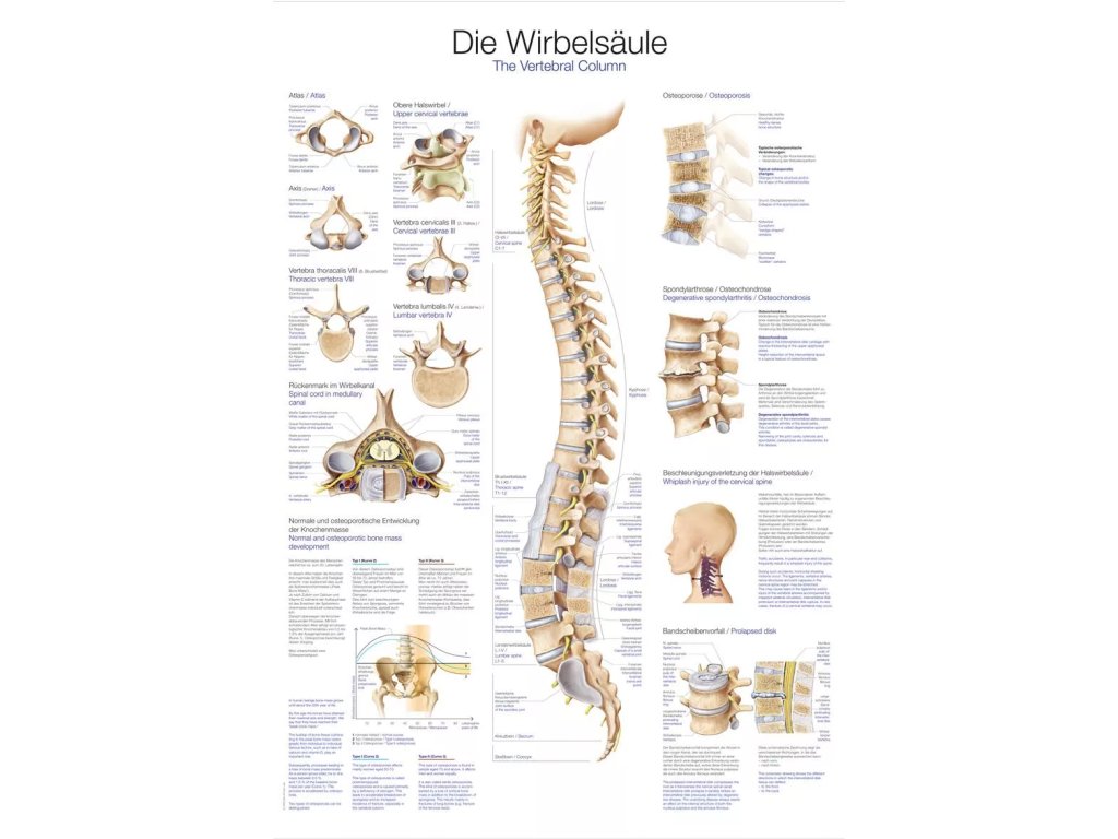 Anatomický plagát „Ľudská chrbtica“ | Stavce a platničky | Erler Zimmer (Rozmer plagátu 50 cm x 70 cm)