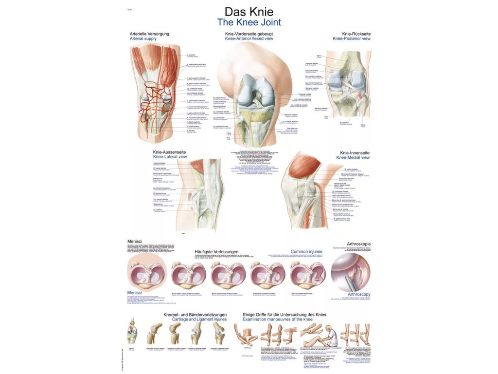 Anatomický plagát „Koleno“ | Anatómia a kĺb | Erler Zimmer (Rozmer plagátu 50 cm x 70 cm)