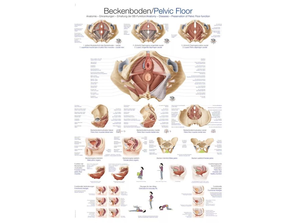 Anatomický plagát „Panvové dno“ | Svaly panvového dna | Erler Zimmer (Rozmer plagátu 50 cm x 70 cm)