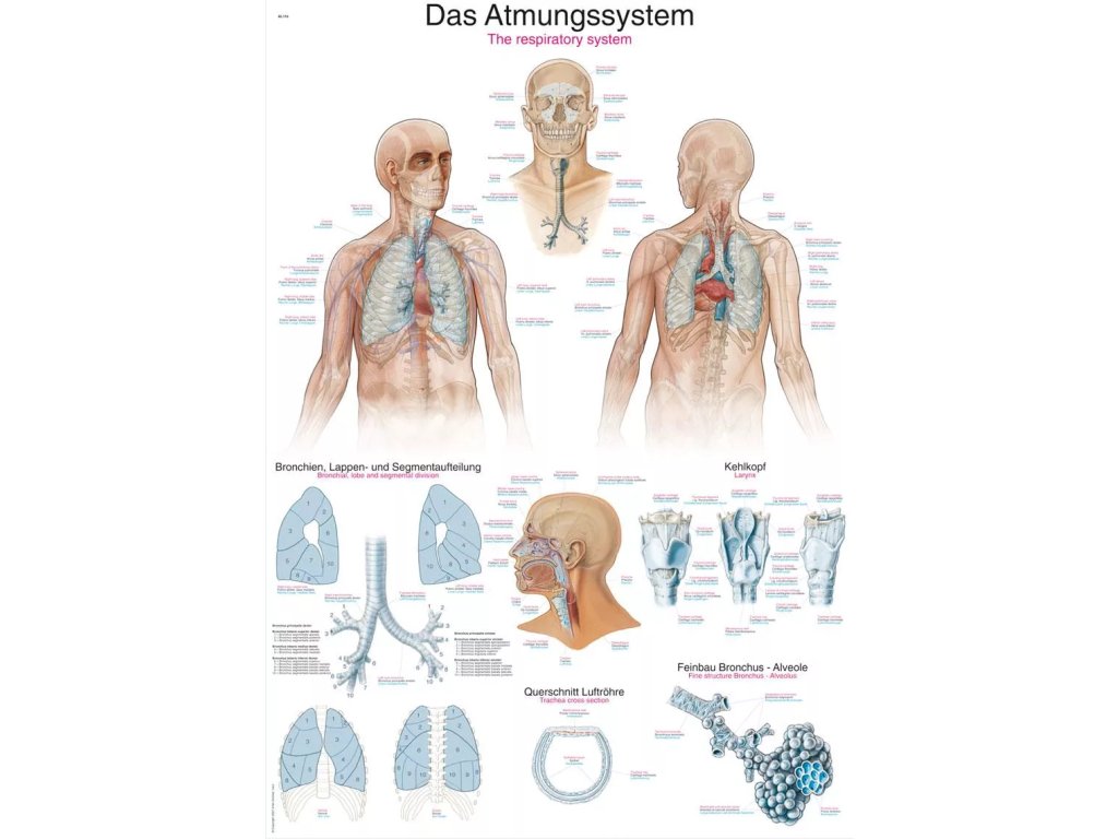 Anatomický plagát „Dýchacia sústava“ | Pľúcna anatómia a dýchacie cesty | Erler Zimmer (Rozmer plagátu 50 cm x 70 cm)