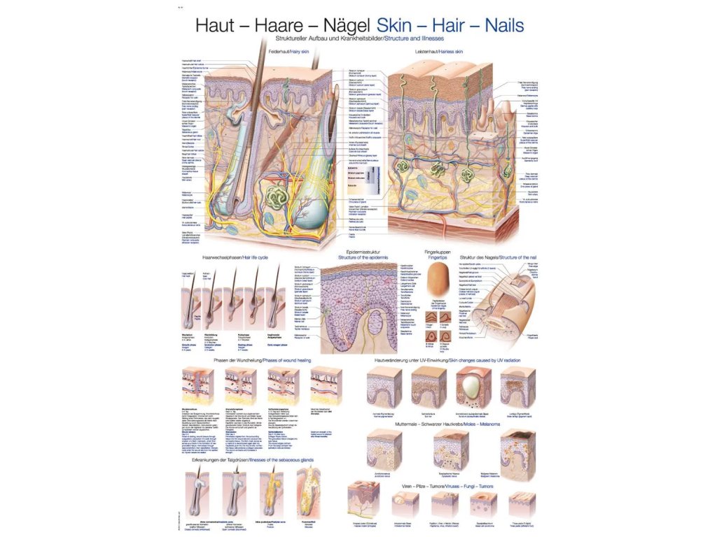 Anatomický plagát „Koža, Vlasy, Nechty“ | Štruktúra kože a kožné adnexy | Erler Zimmer (Rozmer plagátu 50 cm x 70 cm)