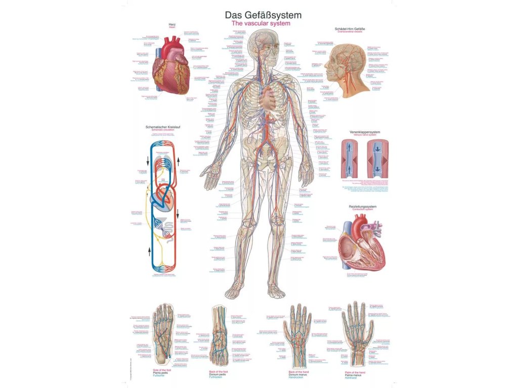 Anatomický plagát „Cievny systém“ | Arteriálny a venózny systém tela | Kardiovaskulárna anatómia | Erler Zimmer (Rozmer plagátu 50 cm x 70 cm)