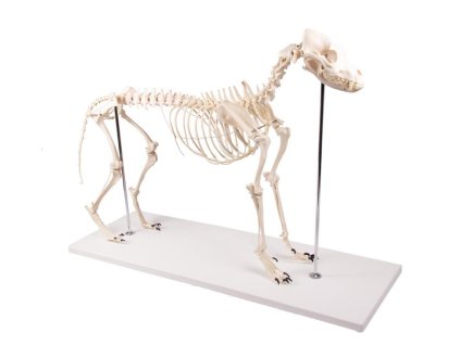 14658 14658 vet1700 1