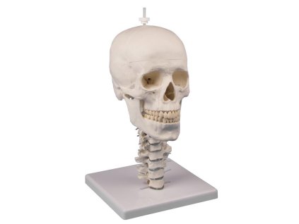 49146 49146 lebka 3 dielny model s krcnou chrbticou a stojanom erler zimmer