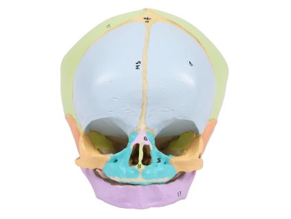 49155 fetalna lebka 40 tyzden didakticky malovana 4517 i erler zimmer