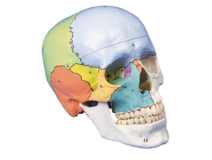 49158 49158 3 dielny didakticky model lebky farebne malovany 4508 i erler zimmer