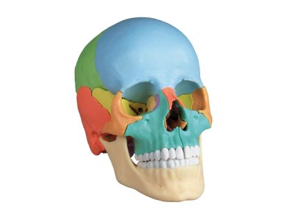 49170 49170 osteopaticka lebka 22 casti didakticka verzia ez augmented anatomy 4708 i erler zimmer