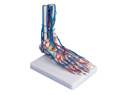 49185 49185 cievna noha zivotna velkost 6082 i erler zimmer