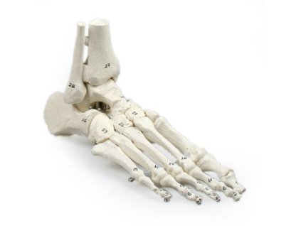 49212 podo kostra nohy s vlozenou tibio fibulou flexibilna a cislovana 6057 i erler zimmer