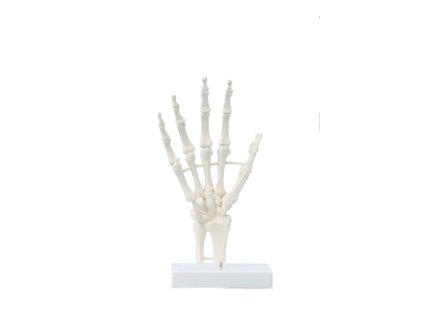 49221 49221 anatomicky model kostry ruky blokovy model 6040 i erler zimmer