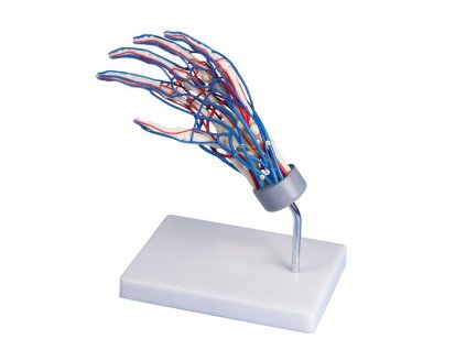 49230 49230 anatomicky model zilno tepnova ruka 6081 i erler zimmer
