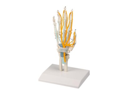 49239 49239 anatomicky model ruky so slachami nervami a karpalnym tunelom 6011 i erler zimmer