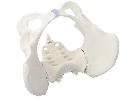 49389 49389 anatomicky model zenskej panvy so sakromom 4054 i erler zimmer