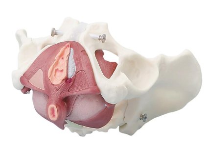 49392 49392 anatomicky model zenskej panvy s panvovym dnom 4070 i erler zimmer