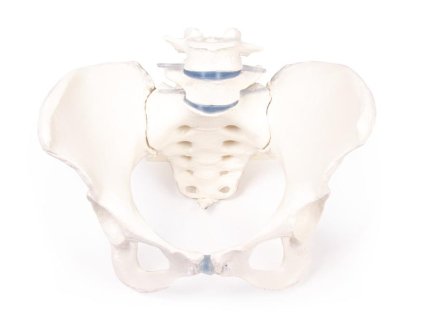 49401 49401 anatomicky model zenskej panvy so sakromom a dvoma bedrovymi stavcami 4058 i erler zimmer
