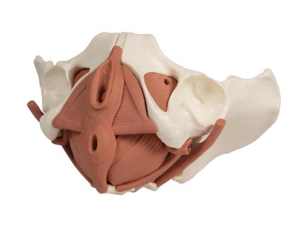 49407 anatomicky model zenskeho panvoveho dna 12 dielov magneticky 4076 i erler zimmer