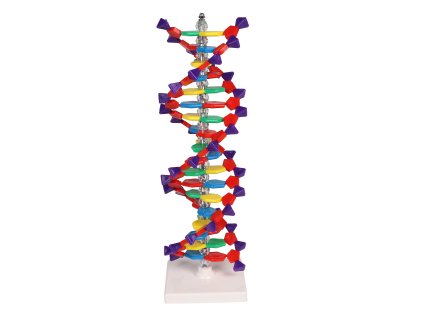 DNA Doppelhelix 1