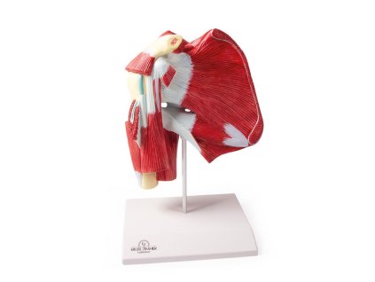 Anatomický model ramena s hlbokými svalmi 4569 I ERLER ZIMMER