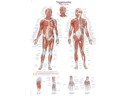 Anatomická tabuľa „Trigger Points“ | Erler Zimmer (Rozmer plagátu 50 cm x 70 cm)