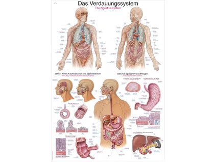 Anatomický plagát „Tráviaci systém“  | Erler Zimmer (Rozmer plagátu 50 cm x 70 cm)