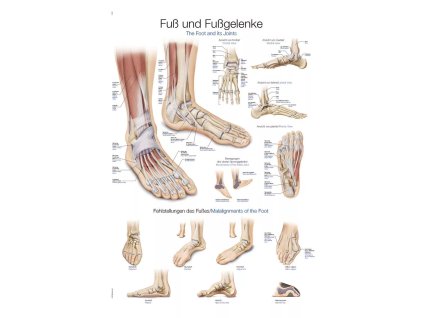 Anatomický plagát „Chodidlo a členok“ | Erler Zimmer (Rozmer plagátu 50 cm x 70 cm)