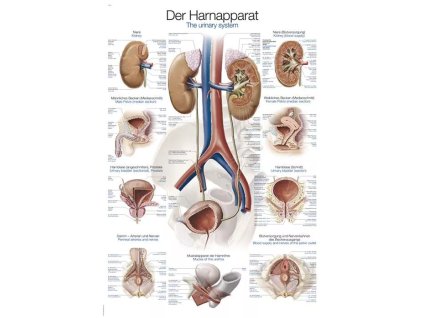 Anatomický plagát „Močový systém“ | Obličky a mechúr | Erler Zimmer (Rozmer plagátu 50 cm x 70 cm)