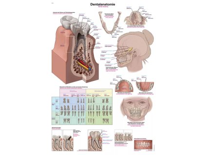 Anatomický plagát „Zubná anatómia“ | Štruktúra zuba a ďasien | Erler Zimmer (Rozmer plagátu 50 cm x 70 cm)