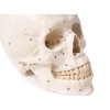 49164 3 49164 3 3 dielny model lebky cislovany 4505 i erler zimmer