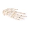 49224 2 49224 2 anatomicky model kostry ruky s cislovanim kosti 6002 i erler zimmer