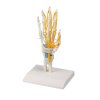 49239 49239 anatomicky model ruky so slachami nervami a karpalnym tunelom 6011 i erler zimmer